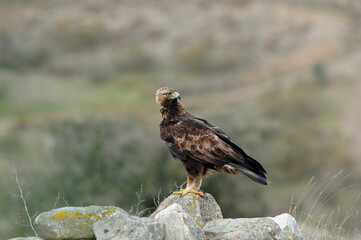 golden eagle in the mountains of Avila. Avila.Spain