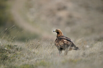 golden eagle in the mountains of Avila. Avila.Spain