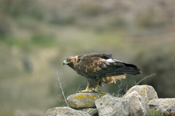 golden eagle in the mountains of Avila. Avila.Spain
