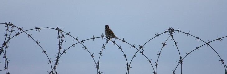 bird on wired bar 
