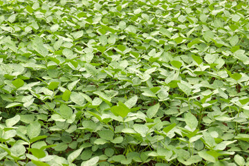 Green soybean seedlings grown in farmer's fields. Agricultural image photography.	