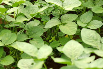 Green soybean seedlings grown in farmer's fields. Agricultural image photography.	