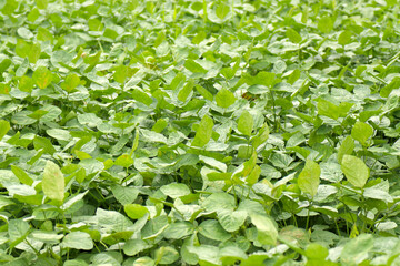Green soybean seedlings grown in farmer's fields. Agricultural image photography.