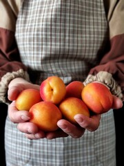 Woman in rustic apron holding ripe apricots in her hands and copy space. The person is hold beautiful apricots with a red side. Summer harvest of fresh fruits. A handful of nectarines.