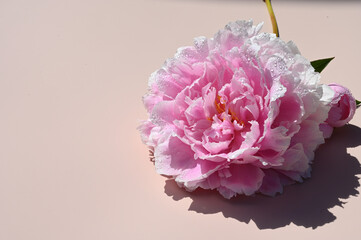 Close up of blossoming flower peony of tender pink color with drops of water in the rays of sunlight