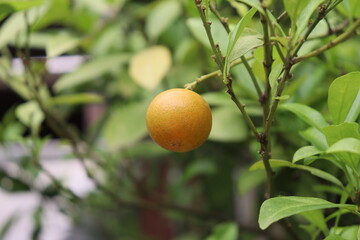 oranges on tree plant in garden