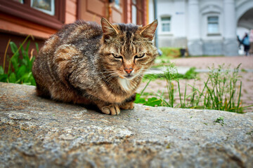 Cute cat slumbers on a large stone next to a wooden house on an old street in a small town.