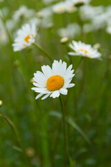 daisies in a field