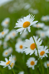 daisies in a field