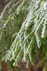 snow covered pine needles