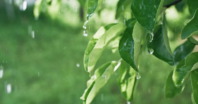 Summer rain. Fresh green leaves. Nature beauty. Clear water drops falling down on apple tree foliage on defocused sunny day background shot on RED Cinema camera.