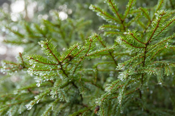 close up of frozen pine needles