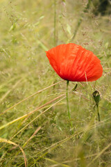 red poppy flower