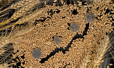 Ukrainian hryvnia coins on wheat grains and economic growth graph on a black background. Harvest wheat concept.