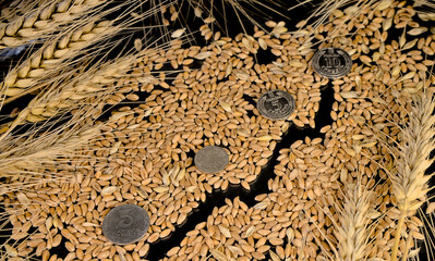 Ukrainian hryvnia coins on wheat grains and economic growth graph on a black background. Harvest wheat concept.