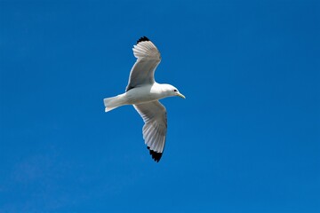 Eine Möve der Sorte Black legged Kitywake im Flug gegen einen strahlend blauen Himmel