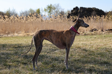 Obraz na płótnie Canvas beautiful greyhound standing profile in the nature