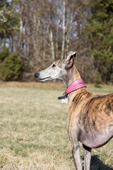 Obraz na płótnie Canvas close portrait of female greyhound profile in the nature