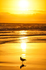 Seagull Sunset, Silhouette, 13th Beach, Australia