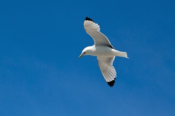 Ein Black legged Kitywake im Flug gegen einen strahlend blauen Himmel