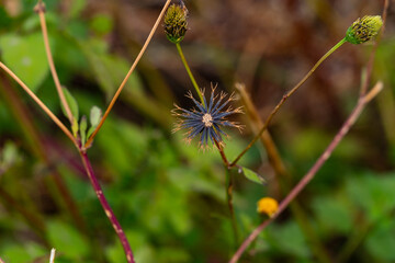 seeds of Bidens are in field of Fukuoka prefecture, JAPAN.