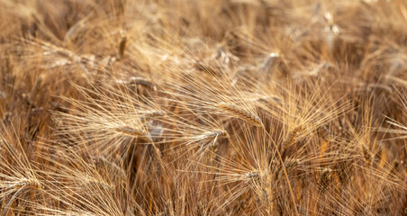 close up of wheat ears