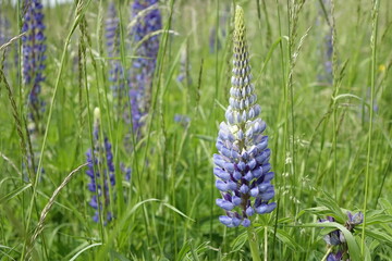 Beautiful and fragrant violet Lupinus polyphyllus (leaved lupine) in northern palatinate landscape, sunny spring day (horizontal), Eckersweiler, Baumholder, RLP, Germany