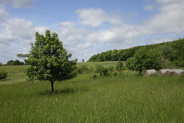 Meadow with single tree and hay bales in northern Palatinate landscape, blue spring sky, concept: outdoors, hiking (horizontal), Eckersweiler, Baumholder, RLP, Germany