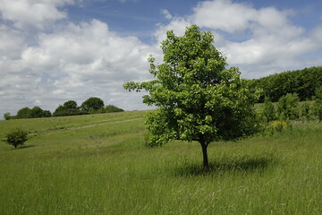 Meadow with single tree in northern Palatinate landscape, blue spring sky, concept: outdoors, hiking (horizontal), Eckersweiler, Baumholder, RLP, Germany