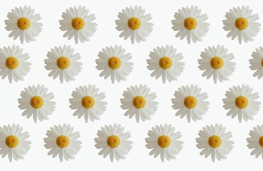 Chamomile flower close-up on a white background. Repeating flower pattern