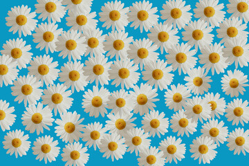 Chamomile on a blue background. Repeating pattern of chamomile flowers