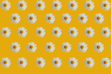Chamomile on a yellow background in a repeating pattern