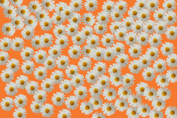 Chamomile flowers on an orange background