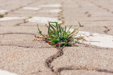 weeds on cobblestones on a sidewalk