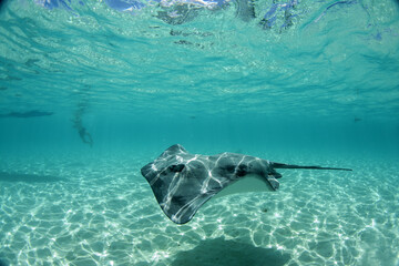 swimming with stingray underwater in french polynesia - obrazy, fototapety, plakaty