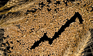 Grains of wheat and economic growth graph on a black background. Harvest wheat concept.
