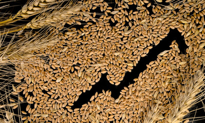 Grains of wheat and economic growth graph on a black background. Harvest wheat concept.