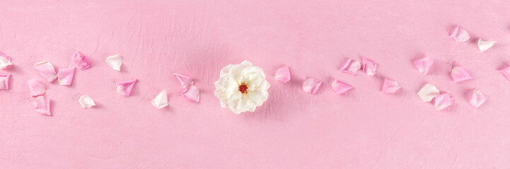 Floral panorama with a white rose and petals on a pink background, overhead flat lay panoramic banner with a composition of fresh flowers