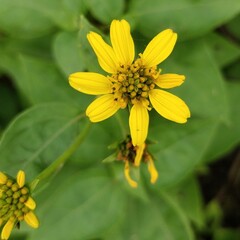 bee on flower