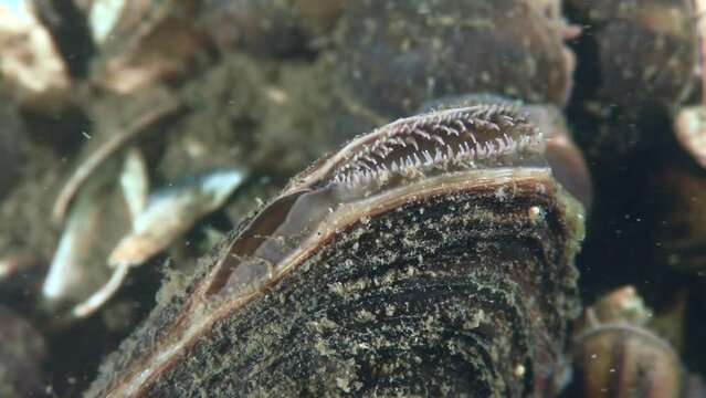 Freshwater bivalve Swan mussel (Anodonta cygnea) at the bottom of a river, closes and then opens a siphon to filter the water, close-up.