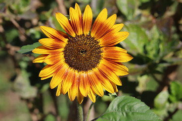 初夏の日本の公園に咲くオレンジ色と赤褐色の複色のヒマワリの花