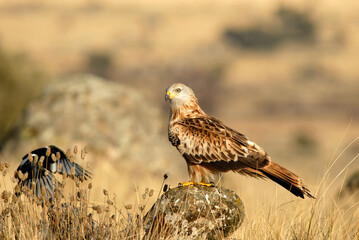kites in the mountains of Avila. Avila.Spain