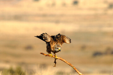 kites in the mountains of Avila. Avila.Spain