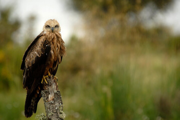kites in the mountains of Avila. Avila.Spain