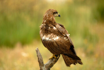 kites in the mountains of Avila. Avila.Spain