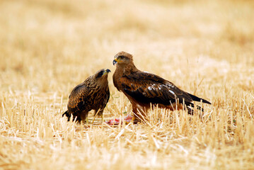 kites in the mountains of Avila. Avila.Spain