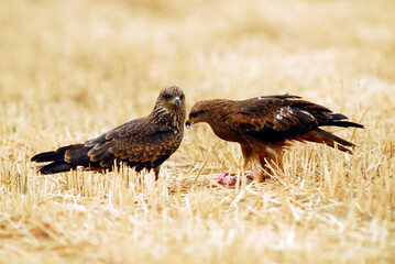 kites in the mountains of Avila. Avila.Spain