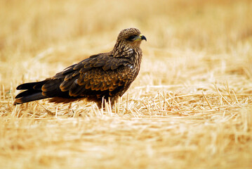 kites in the mountains of Avila. Avila.Spain