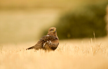 kites in the mountains of Avila. Avila.Spain