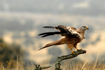 kites in the mountains of Avila. Avila.Spain